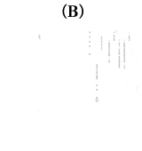 「東海銀行による告訴状」(B)